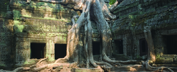 Ta-Prohm-tree-roots